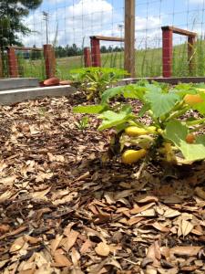 West Campus Garden Vegetables