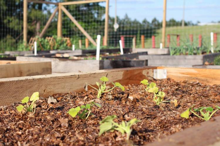 West Campus Garden Vegetable Young Vegetables